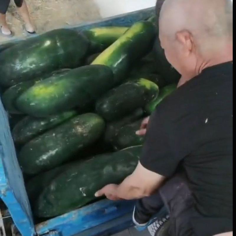 冬瓜价格便宜了