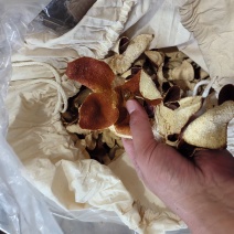 三年陈皮