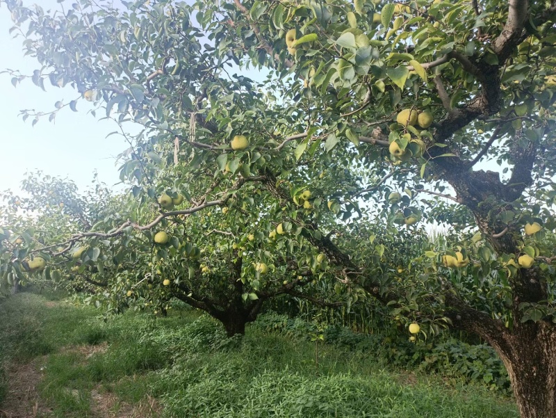 酥梨