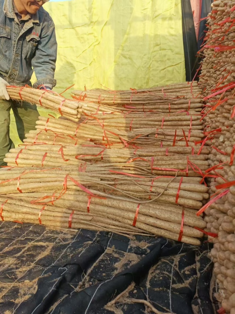 山东正宗铁棍山药大量上市品质保证产地直销