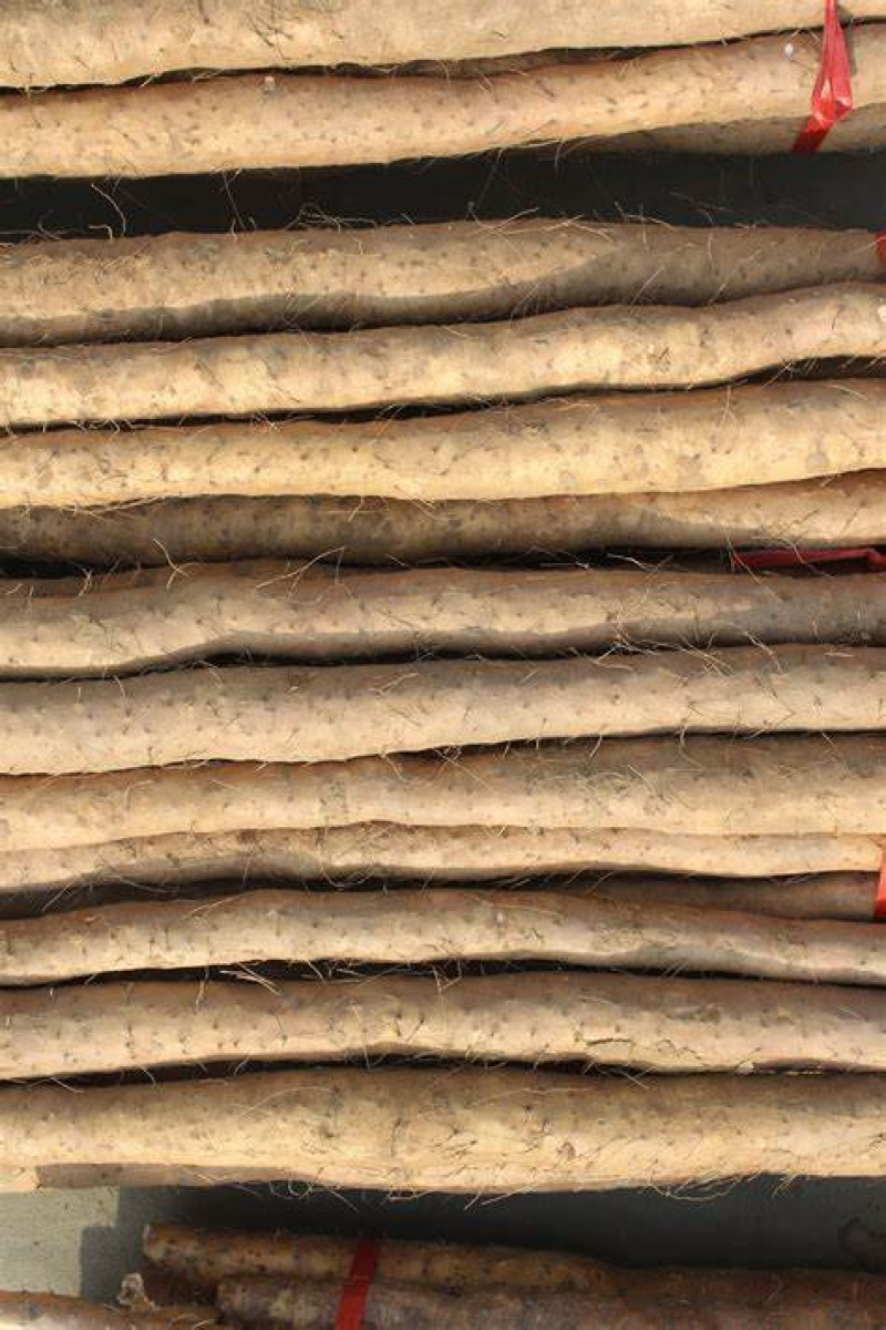 山东正宗铁棍山药大量上市品质保证产地直销