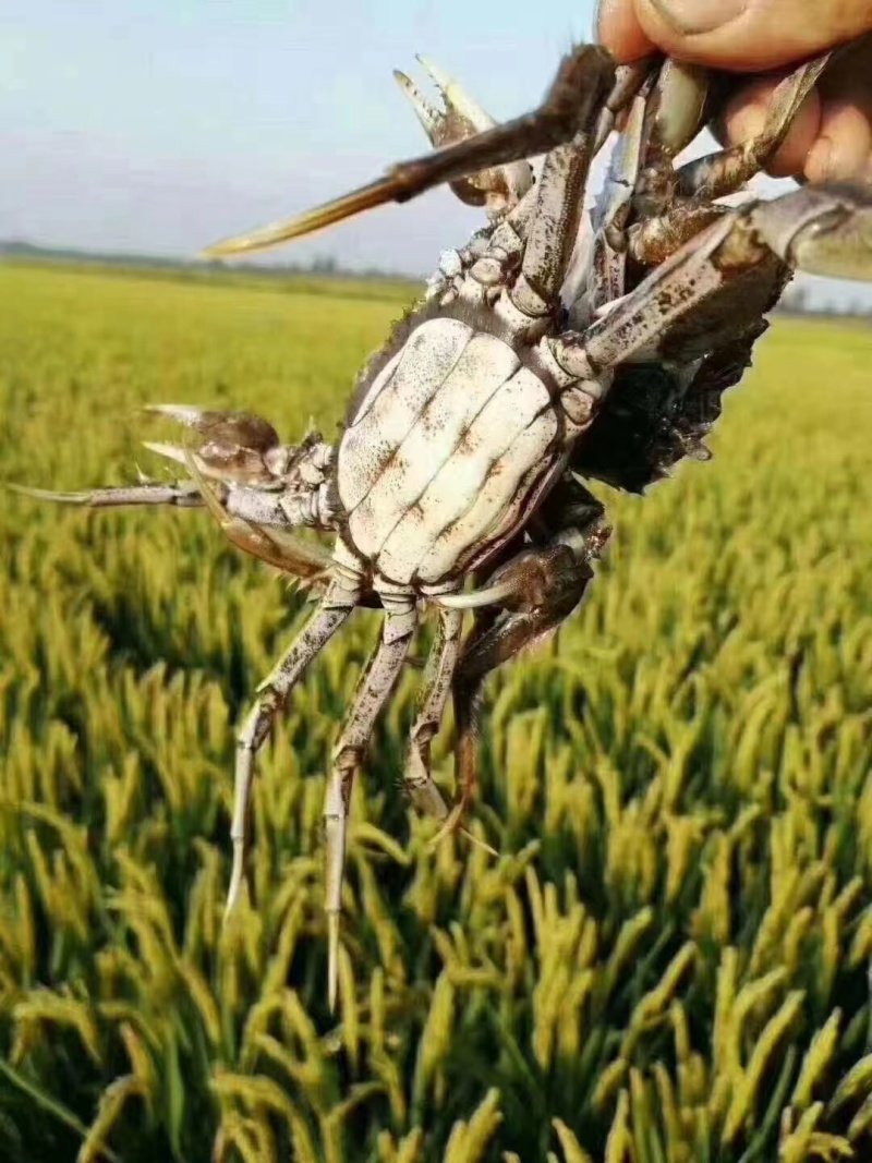 盘锦河蟹辽蟹稻田蟹毛蟹老头蟹各种规格蟹