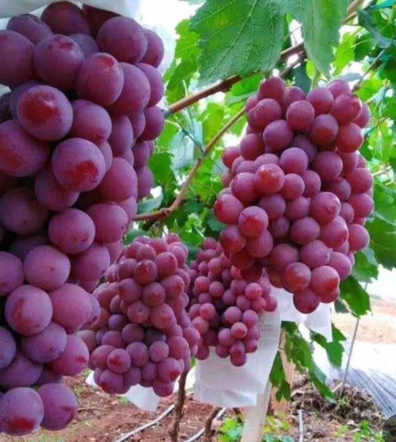 陕西蒲城红提、串行大、红度好、大颗粒！对接各大平台、商超