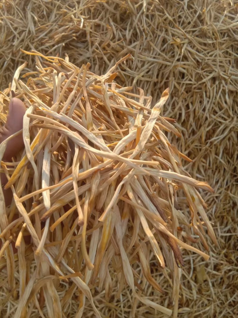 【王淇黄花菜】常年供应各种品质黄花菜，产地一手货源，