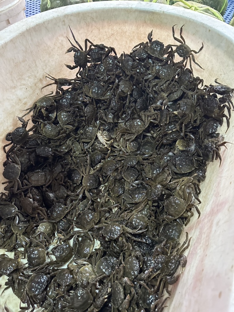 盘锦河蟹辽蟹毛蟹各种规格河蟹老头蟹质量保证