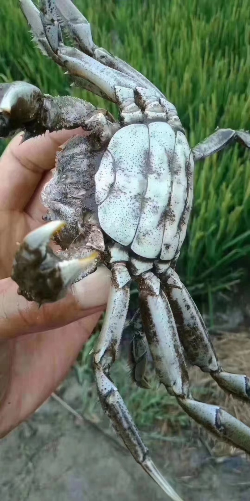 盘锦河蟹辽蟹毛蟹各种规格河蟹老头蟹质量保证