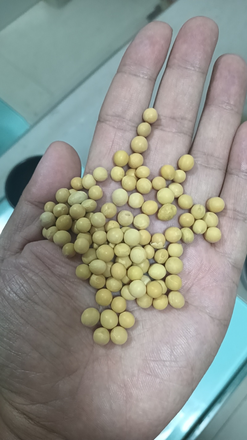 东北低蛋白大豆