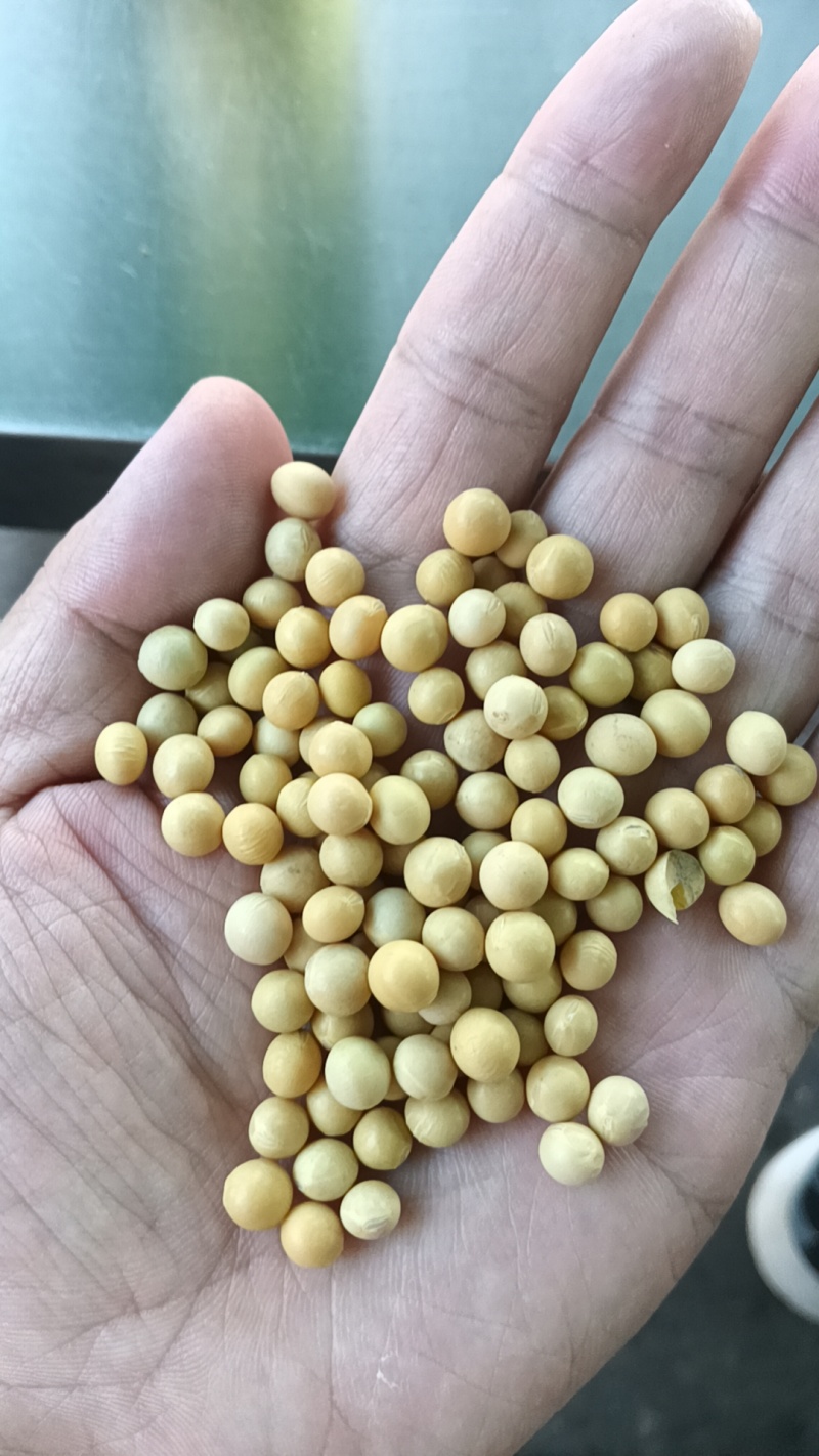 东北低蛋白大豆