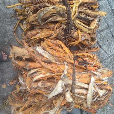 桑白皮野生山货质量杠杠的无污染