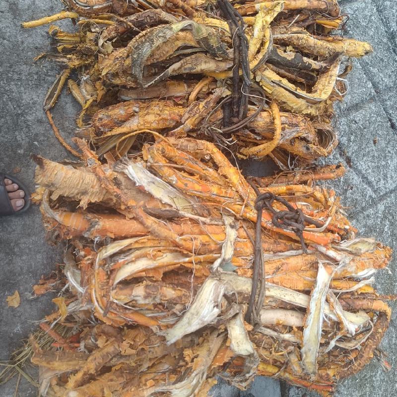 桑白皮野生山货质量杠杠的无污染