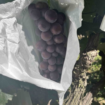精品套袋巨蜂葡萄