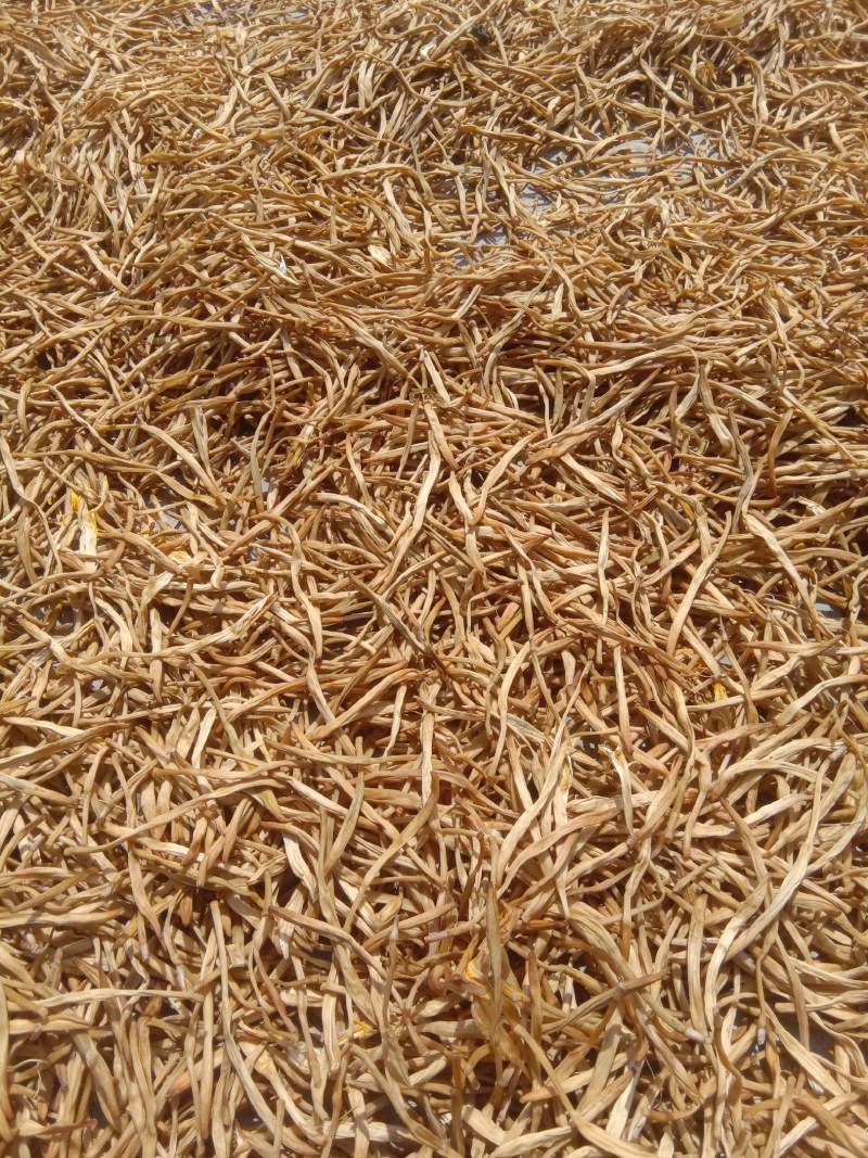 王淇黄花菜产地常年供应原品黄花菜产地一手货源欢迎来电咨询
