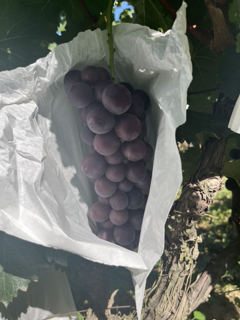 精品套袋巨蜂葡萄