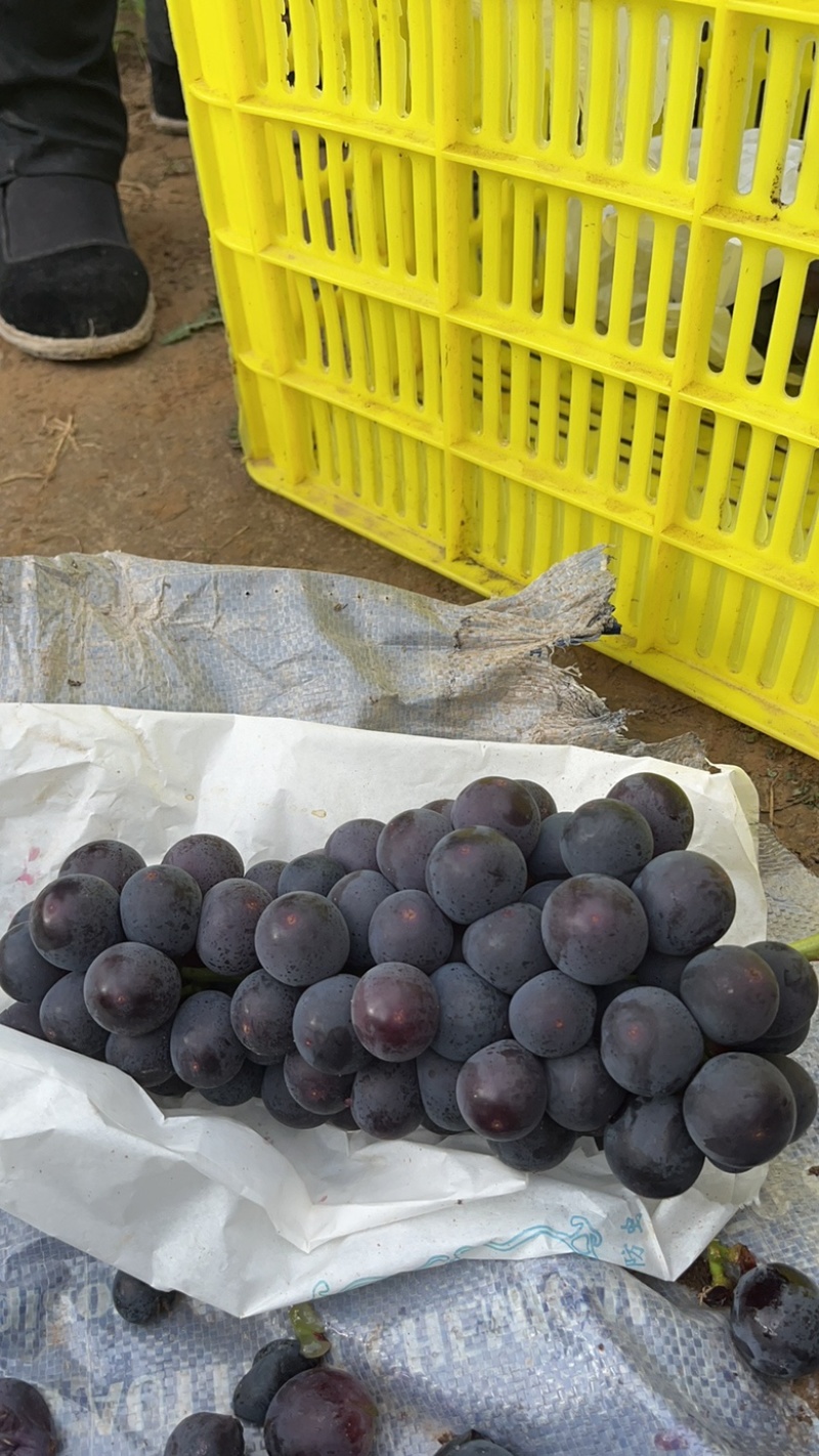 精品套袋巨蜂葡萄