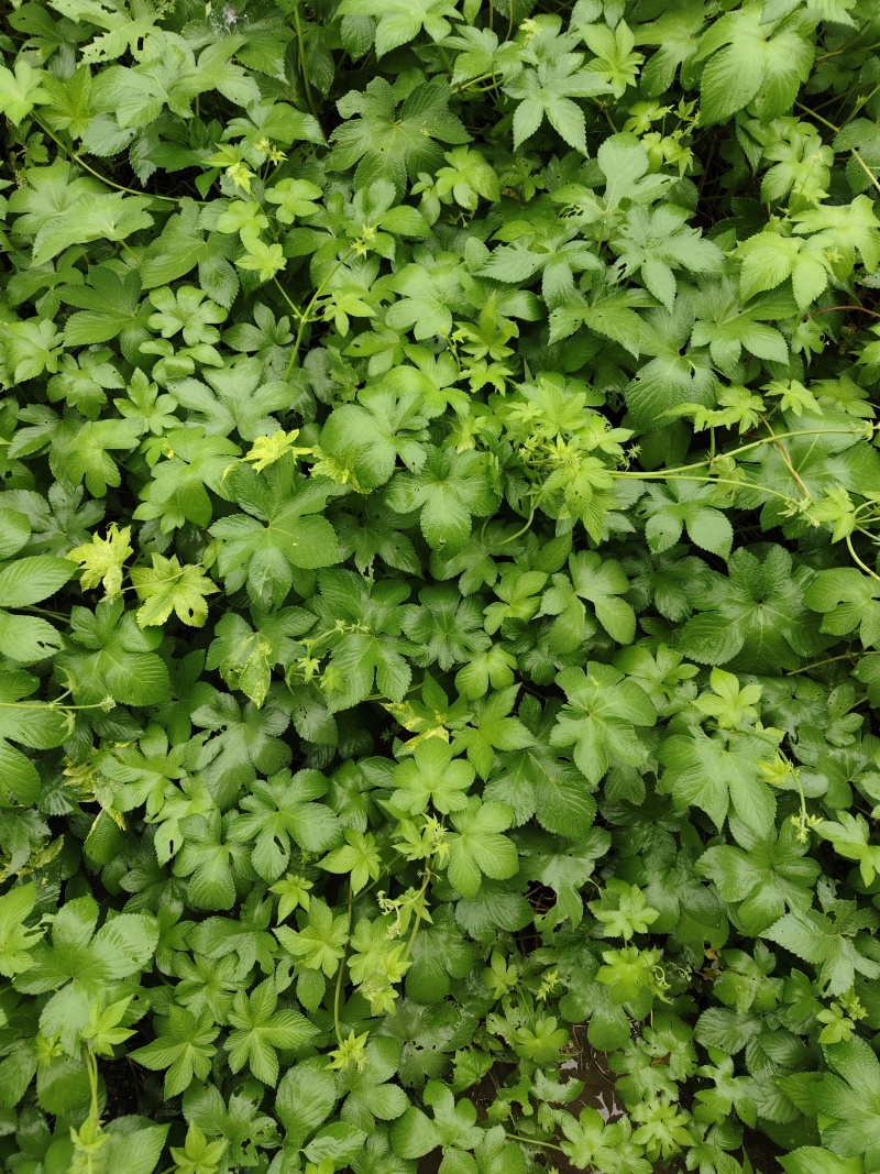 葎草割人藤拉拉草