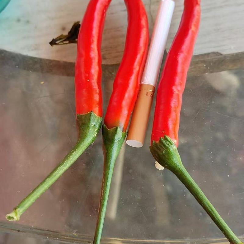 小米椒，精品，通货，