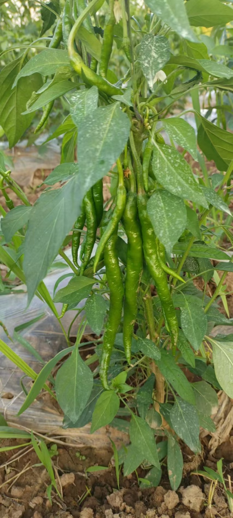小米椒，精品，通货，