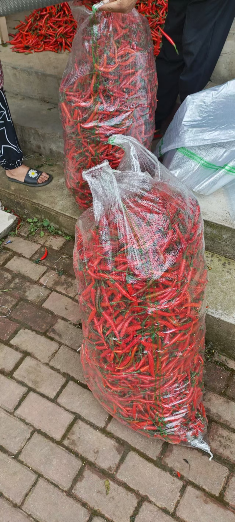 小米椒，精品，通货，