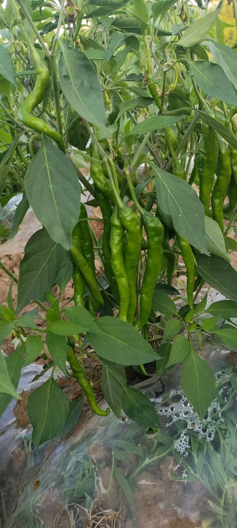小米椒，精品，通货，