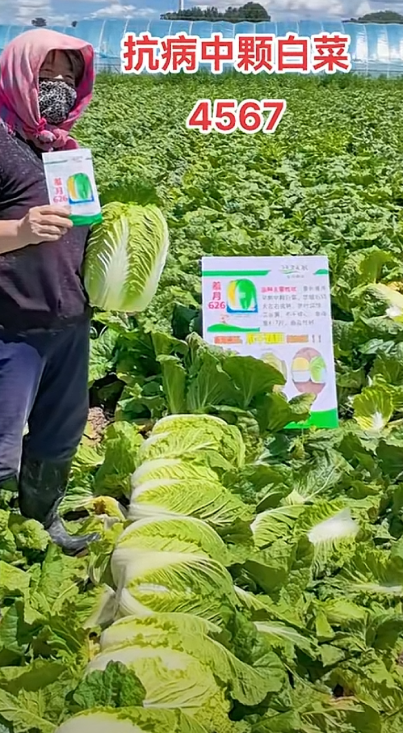 羞月626阿尔法君川美锦矮颗黄心春季优质黄心白菜