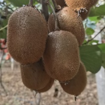 河南南阳猕猴桃基地徐香绿心猕猴桃海沃德新鲜采摘