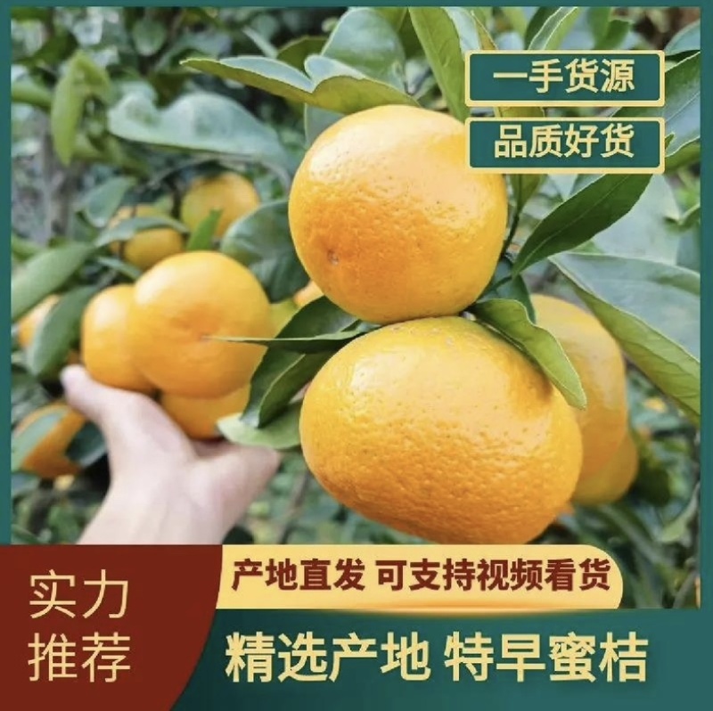 四川蜜橘大芬特早一手货源对接全国市场