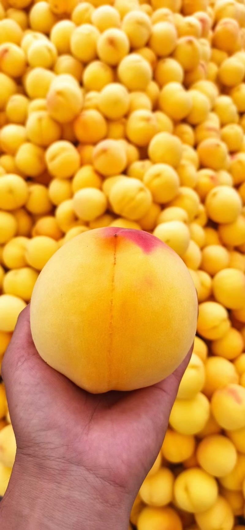 黄桃