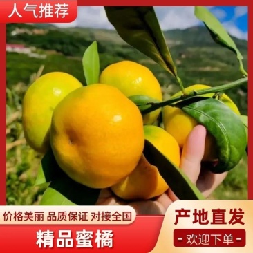 四川蜜桔对接市场批发电商商超等客户保质保量诚信可靠