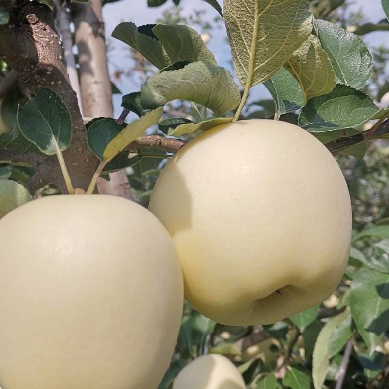 美味苹果（刚脱完袋）