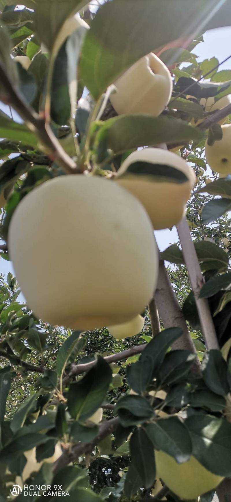 美味苹果（刚脱完袋）