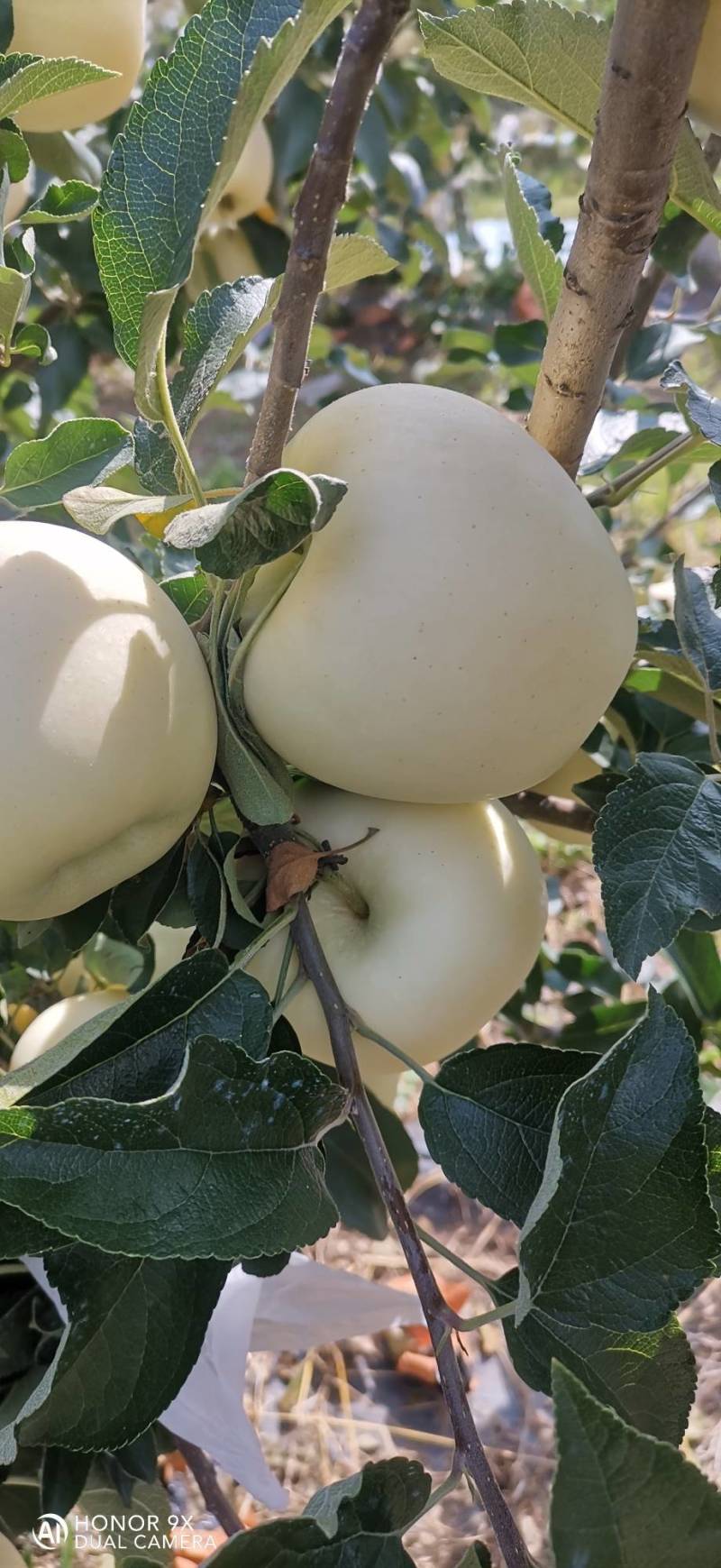 美味苹果（刚脱完袋）