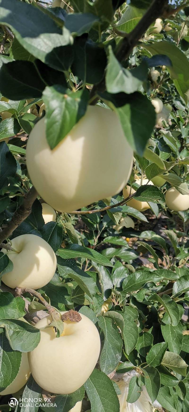 美味苹果（刚脱完袋）