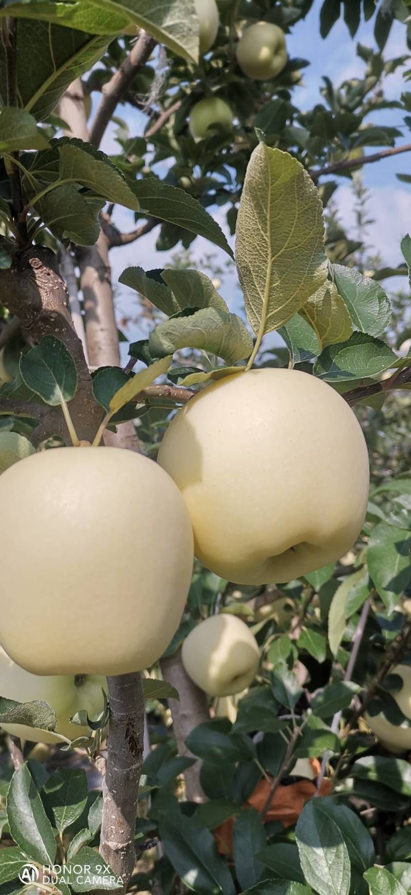 美味苹果（刚脱完袋）