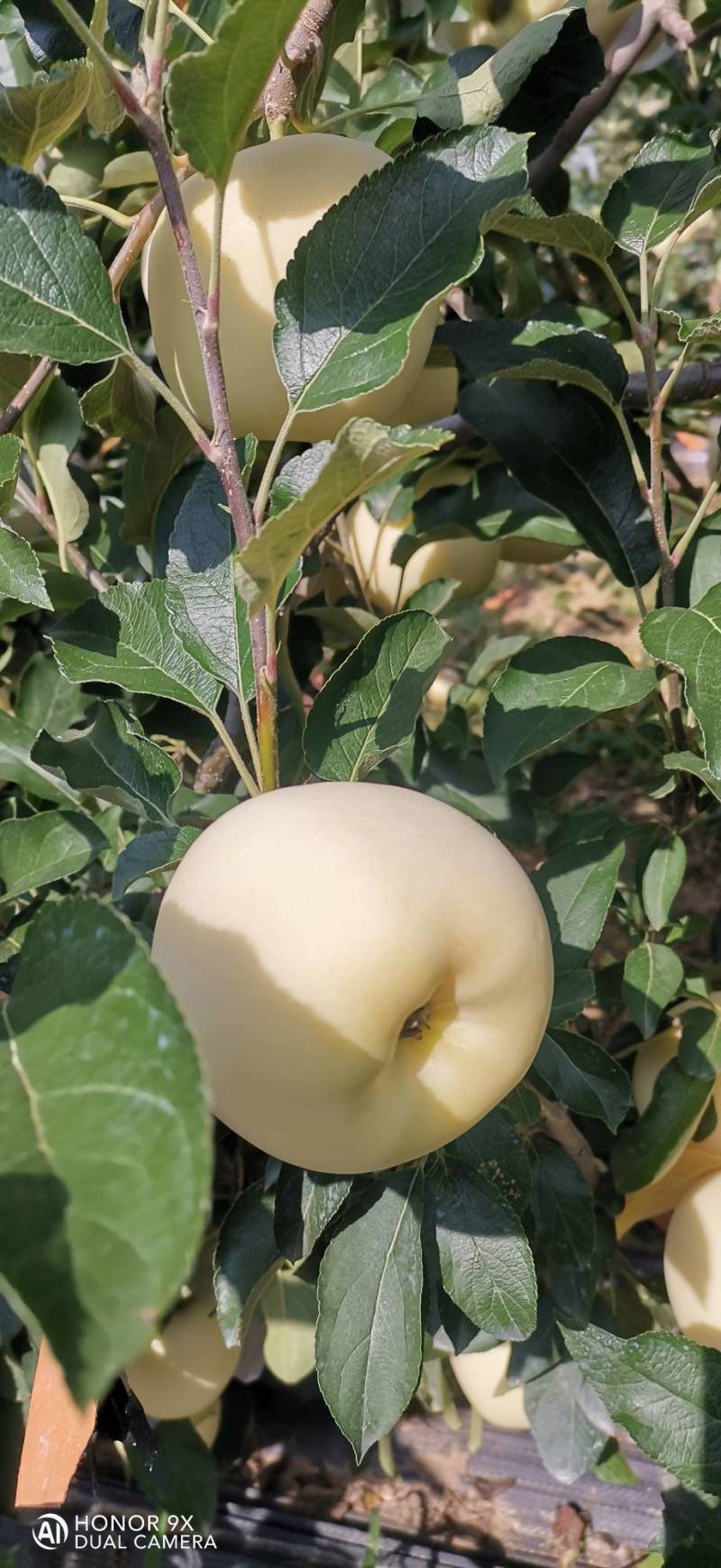 美味苹果（刚脱完袋）