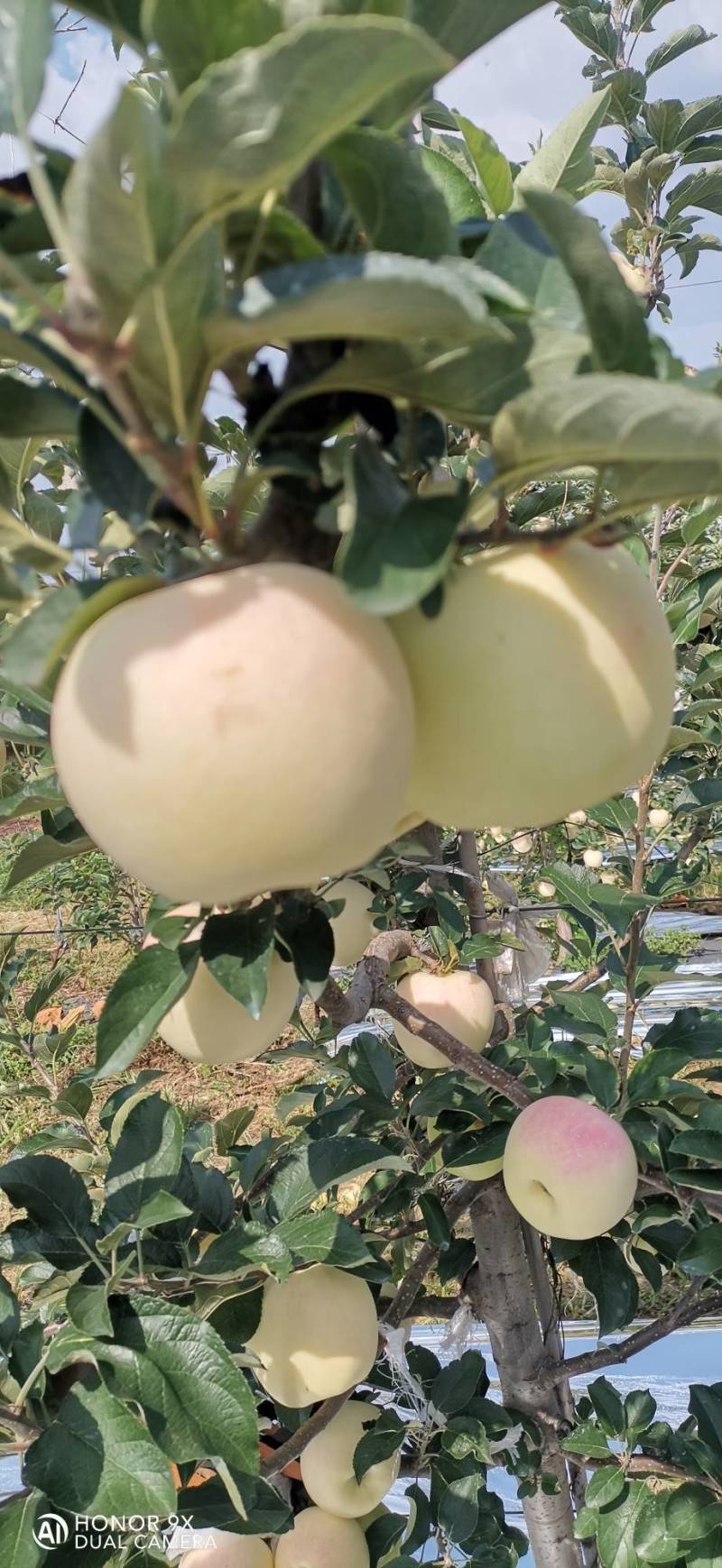 美味苹果（刚脱完袋）