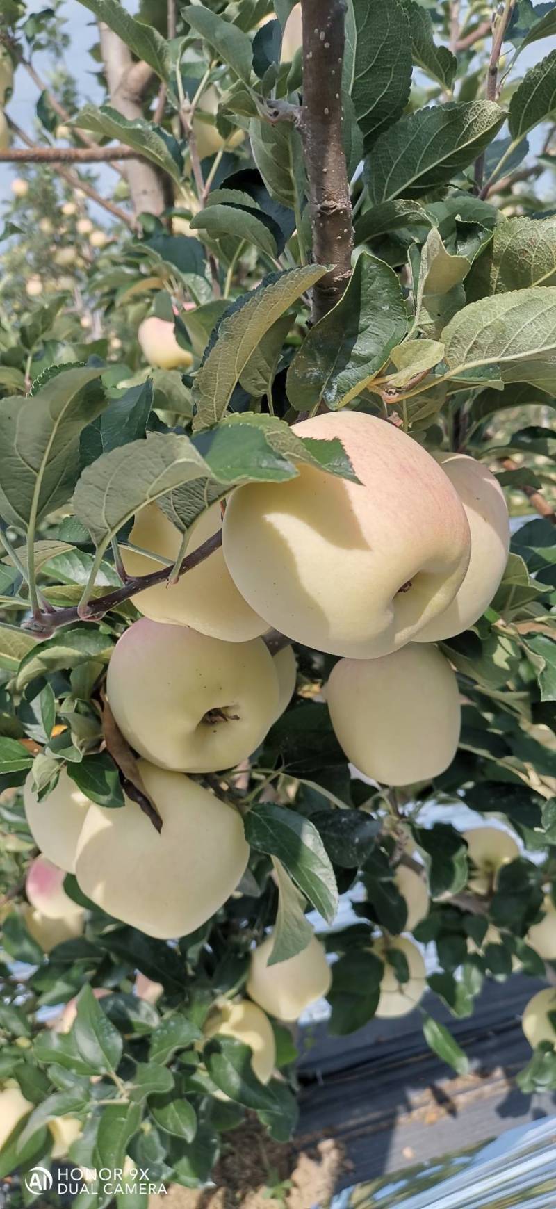 美味苹果（刚脱完袋）