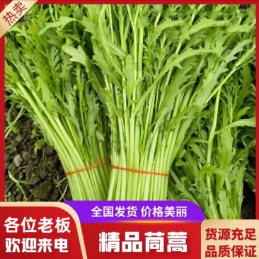 【常年供应】新鲜茼蒿优选蔬菜产地批发欢迎咨询