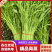 【常年供应】新鲜茼蒿优选蔬菜产地批发欢迎咨询