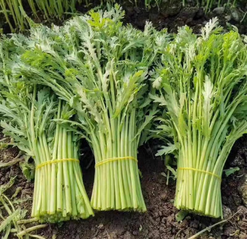 【常年供应】新鲜茼蒿优选蔬菜产地批发欢迎咨询