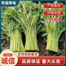 【优选茼蒿】常年供应茼蒿产地新鲜直发，欢迎咨询
