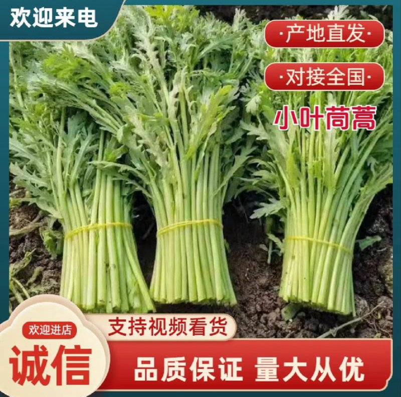 【优选茼蒿】常年供应茼蒿产地新鲜直发，欢迎咨询