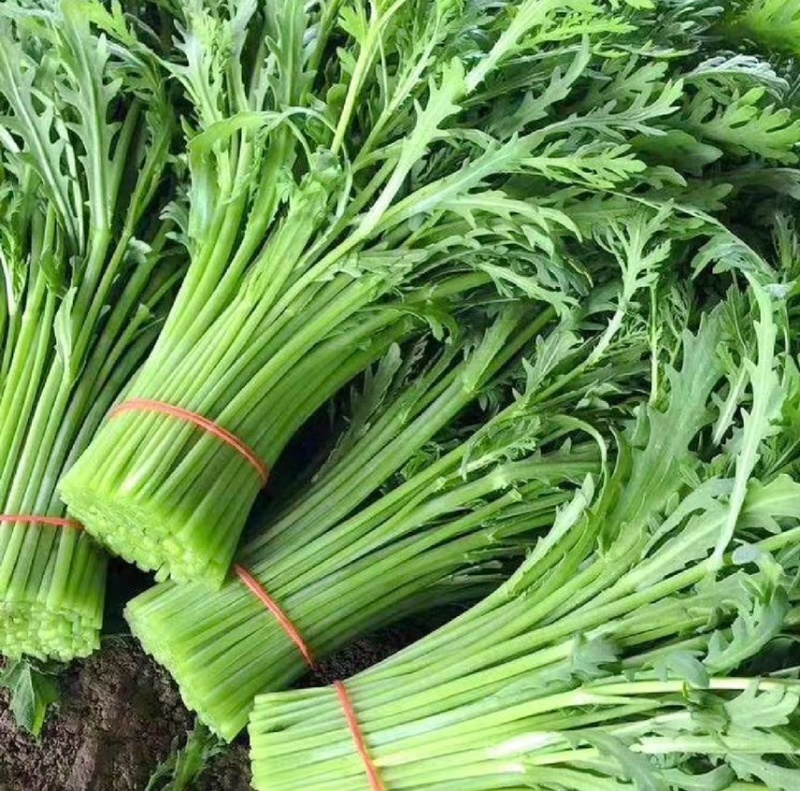 【优选茼蒿】常年供应茼蒿产地新鲜直发，欢迎咨询