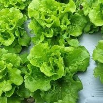 云南高山生菜一件代发整车供货都可以处理有需要的联系