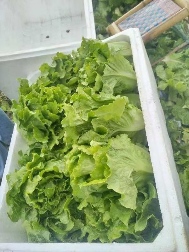 云南高山生菜一件代发整车供货都可以处理有需要的联系