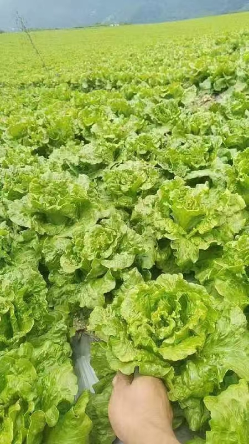 云南高山生菜一件代发整车供货都可以处理有需要的联系