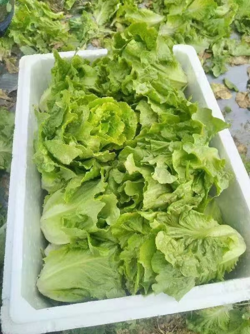 云南高山生菜一件代发整车供货都可以处理有需要的联系