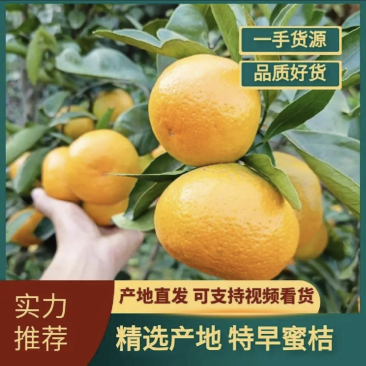 四川蜜橘大芬特早一手货源对接全国市场