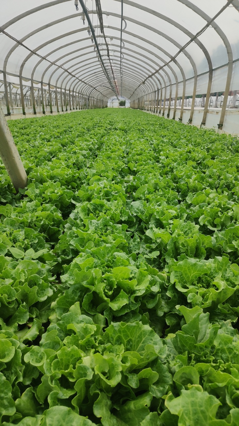 云南高山生菜一件代发整车供货都可以处理有需要的联系