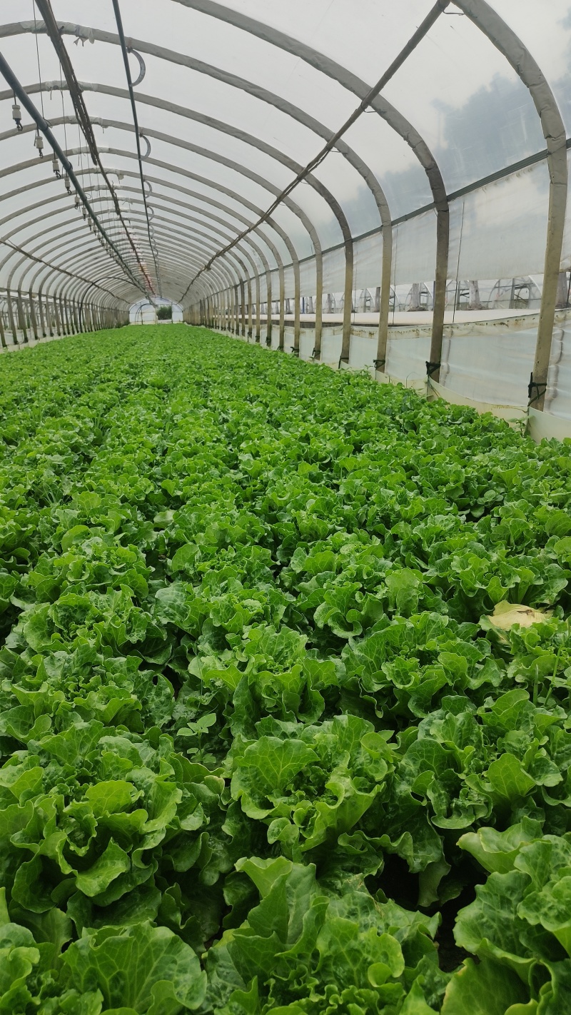 云南高山生菜一件代发整车供货都可以处理有需要的联系