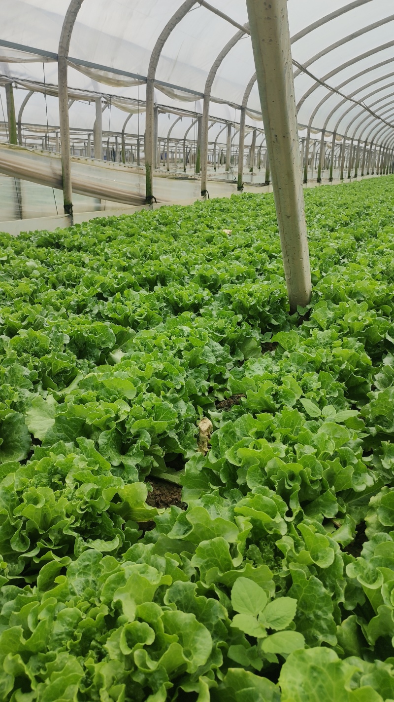 云南高山生菜一件代发整车供货都可以处理有需要的联系